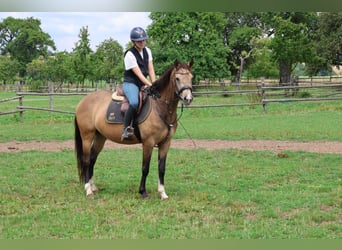 Duitse rijpony Mix, Merrie, 4 Jaar, 147 cm, Falbe
