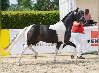 Duitse rijpony, Merrie, 4 Jaar, 147 cm, Gevlekt-paard