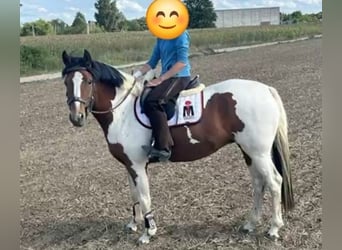 Duitse rijpony, Merrie, 4 Jaar, 147 cm, Gevlekt-paard