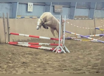 Duitse rijpony, Merrie, 4 Jaar, 147 cm, Palomino
