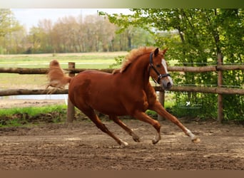 Duitse rijpony, Merrie, 4 Jaar, 147 cm, Vos