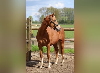 Duitse rijpony, Merrie, 4 Jaar, 147 cm, Vos