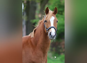 Duitse rijpony, Merrie, 4 Jaar, 147 cm, Vos