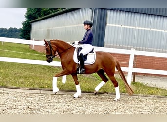Duitse rijpony, Merrie, 4 Jaar, 147 cm, Vos