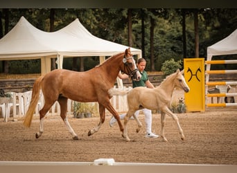 Duitse rijpony, Merrie, 4 Jaar, 147 cm, Vos