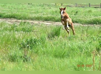 Duitse rijpony, Merrie, 4 Jaar, 147 cm, Vos