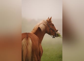 Duitse rijpony, Merrie, 4 Jaar, 147 cm, Vos
