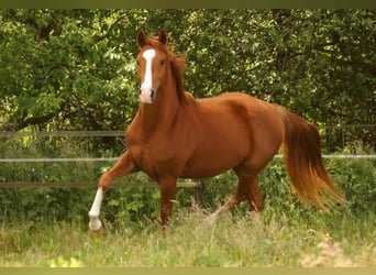 Duitse rijpony, Merrie, 4 Jaar, 147 cm, Vos