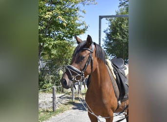 Duitse rijpony, Merrie, 4 Jaar, 148 cm, Bruin