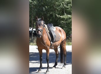 Duitse rijpony, Merrie, 4 Jaar, 148 cm, Bruin