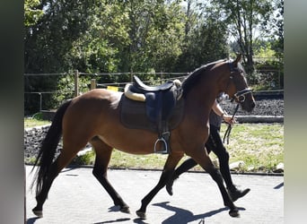Duitse rijpony, Merrie, 4 Jaar, 148 cm, Bruin