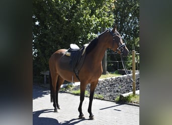 Duitse rijpony, Merrie, 4 Jaar, 148 cm, Bruin