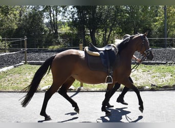 Duitse rijpony, Merrie, 4 Jaar, 148 cm, Bruin
