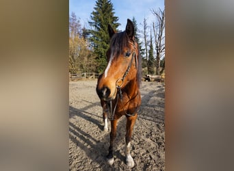 Duitse rijpony, Merrie, 4 Jaar, 148 cm, Bruin