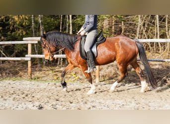 Duitse rijpony, Merrie, 4 Jaar, 148 cm, Bruin