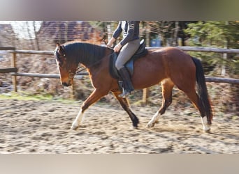Duitse rijpony, Merrie, 4 Jaar, 148 cm, Bruin