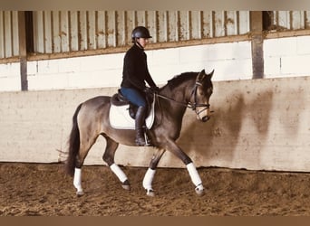 Duitse rijpony, Merrie, 4 Jaar, 148 cm, Buckskin