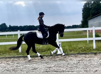 Duitse rijpony, Merrie, 4 Jaar, 148 cm, Donkerbruin