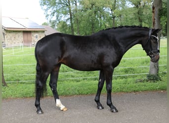 Duitse rijpony, Merrie, 4 Jaar, 148 cm, Donkerbruin