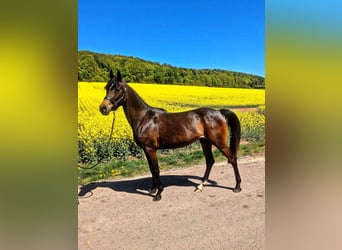 Duitse rijpony Mix, Merrie, 4 Jaar, 148 cm, Donkerbruin