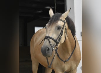 Duitse rijpony, Merrie, 4 Jaar, 148 cm, Falbe