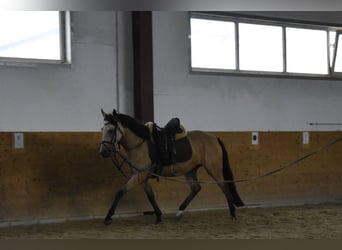 Duitse rijpony, Merrie, 4 Jaar, 148 cm, Falbe