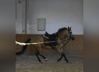 Duitse rijpony, Merrie, 4 Jaar, 148 cm, Falbe