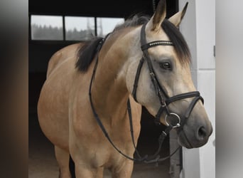 Duitse rijpony, Merrie, 4 Jaar, 148 cm, Falbe
