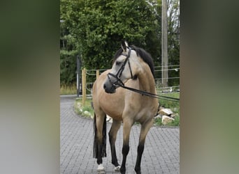 Duitse rijpony, Merrie, 4 Jaar, 148 cm, Falbe