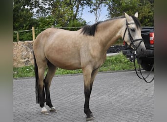 Duitse rijpony, Merrie, 4 Jaar, 148 cm, Falbe