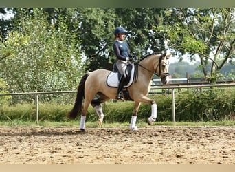 Duitse rijpony, Merrie, 4 Jaar, 148 cm, Falbe