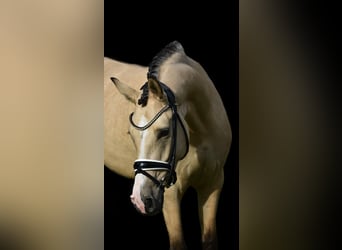 Duitse rijpony, Merrie, 4 Jaar, 148 cm, Falbe