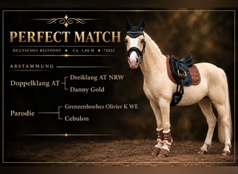 Duitse rijpony, Merrie, 4 Jaar, 148 cm, Palomino