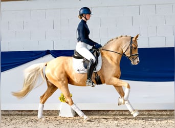 Duitse rijpony, Merrie, 4 Jaar, 148 cm, Palomino