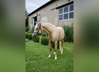 Duitse rijpony, Merrie, 4 Jaar, 148 cm, Palomino