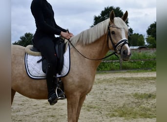 Duitse rijpony, Merrie, 4 Jaar, 148 cm, Palomino