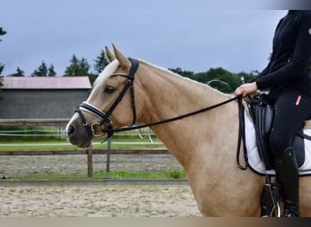 Duitse rijpony, Merrie, 4 Jaar, 148 cm, Palomino