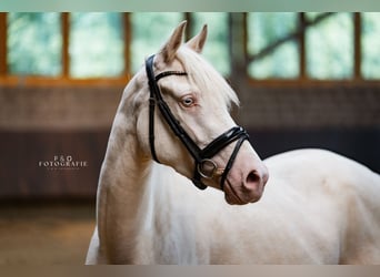 Duitse rijpony, Merrie, 4 Jaar, 148 cm, Perlino