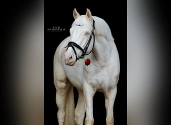 Duitse rijpony, Merrie, 4 Jaar, 148 cm, Perlino