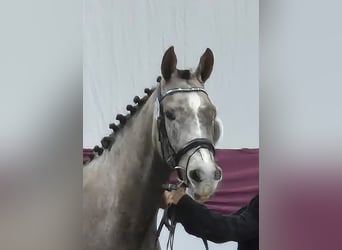 Duitse rijpony, Merrie, 4 Jaar, 148 cm, Schimmel