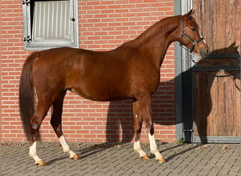 Duitse rijpony, Merrie, 4 Jaar, 148 cm, Vos