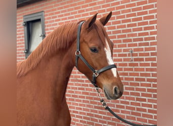 Duitse rijpony, Merrie, 4 Jaar, 148 cm, Vos