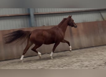 Duitse rijpony, Merrie, 4 Jaar, 148 cm, Vos