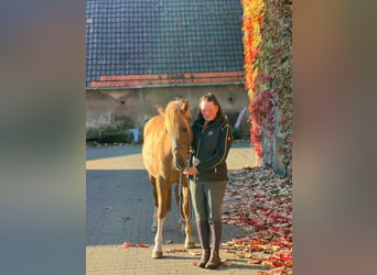 Duitse rijpony, Merrie, 4 Jaar, 148 cm, Vos