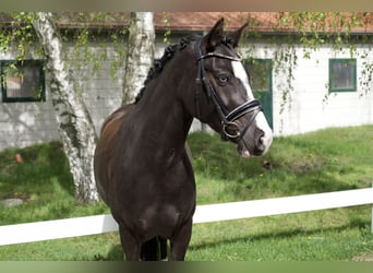 Duitse rijpony, Merrie, 4 Jaar, 148 cm, Zwart