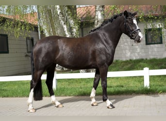 Duitse rijpony, Merrie, 4 Jaar, 148 cm, Zwart