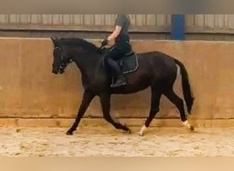 Duitse rijpony, Merrie, 4 Jaar, 148 cm, Zwart