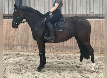 Duitse rijpony, Merrie, 4 Jaar, 148 cm, Zwart
