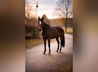 Duitse rijpony, Merrie, 4 Jaar, 149 cm, Bruin