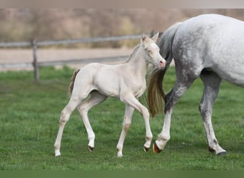 Duitse rijpony, Merrie, 4 Jaar, 149 cm